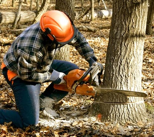 Tree Removal in Comfort, WV